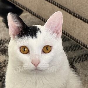 Meet your Posher, Tricia gray